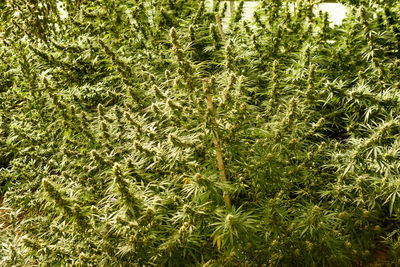 Full frame shot of plants on field