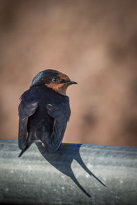 Close-up of bird perching on railing