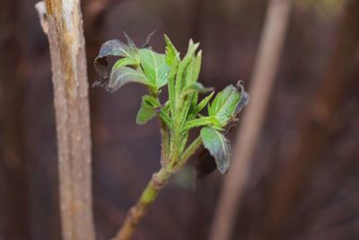 Close-up of plant