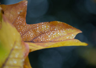 Close-up of orange leaf on water
