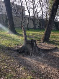 Trees on field