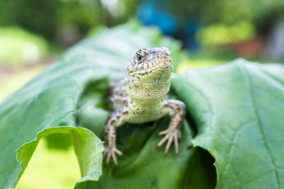 Close-up of green lizard on leaf