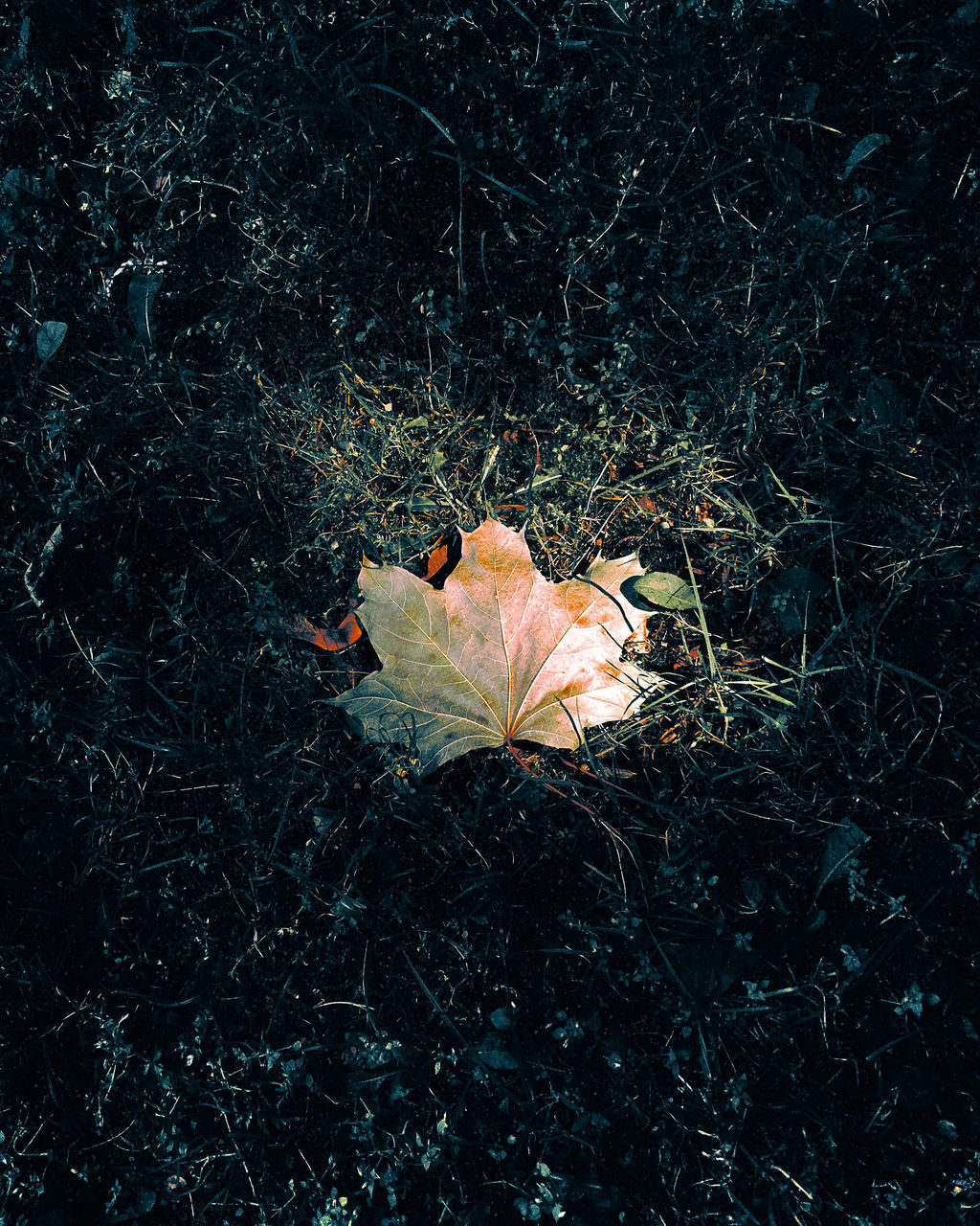 HIGH ANGLE VIEW OF DRY MAPLE LEAF ON FIELD