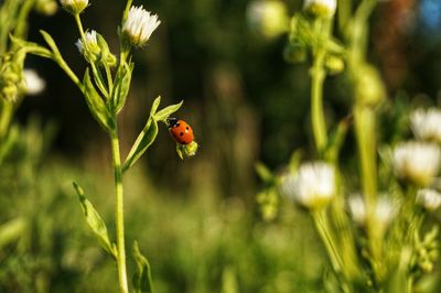 Close-up of ladybug on flower