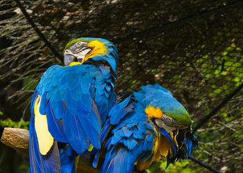 Close-up of blue parrot perching on tree