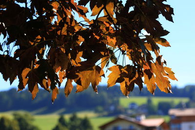 Close-up of leaves on tree