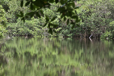 Scenic view of lake in forest