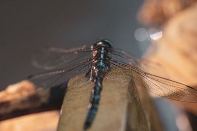 Close-up of dragonfly