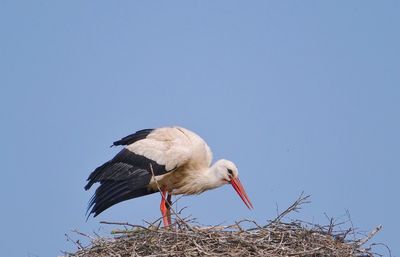 Low angle view of bird perching on nest against clear sky