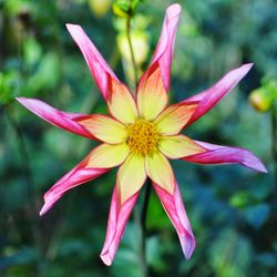 Close-up of pink flower