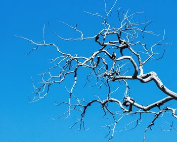 Low angle view of bare tree against clear blue sky