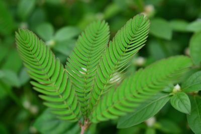 Close-up of fern leaves