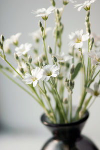 Close-up of white flowering plant