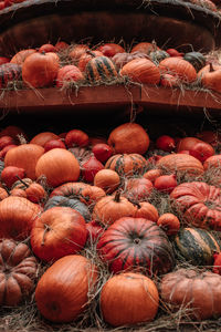 Lots of orange pumpkins in the hay. autumn decoration. october and november. the time of harvest