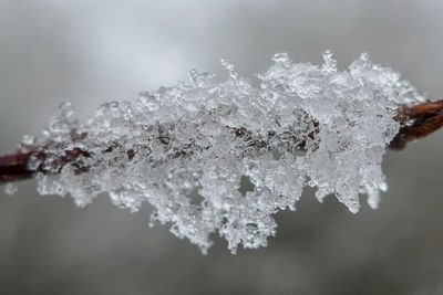 Close-up of frozen plant and ice