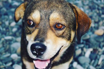 Close-up portrait of dog