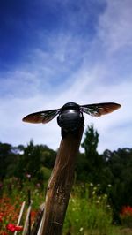 Close-up of bird on wooden post