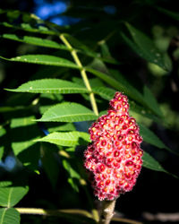 Close-up of red flower on tree