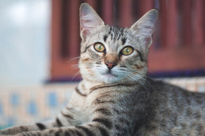 Close-up portrait of a cat