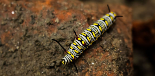 Close-up of insect on rock