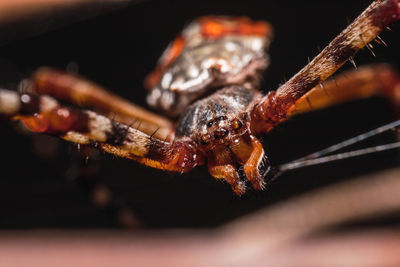 Close-up of spider