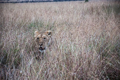 Lion in field