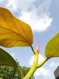 Low angle view of yellow flower against sky