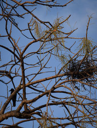 Low angle view of bare tree against sky