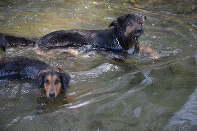 Dog in a lake