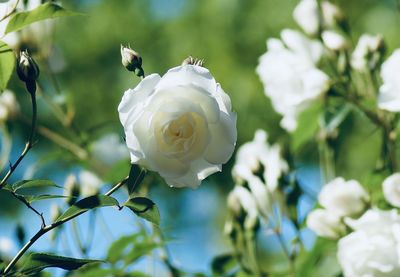 Close-up of white rose