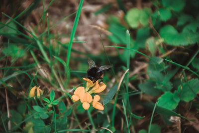 Close-up of bee on flower