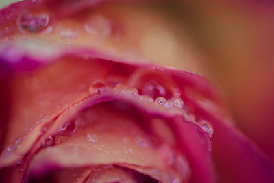 Close-up of wet pink flower