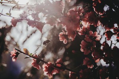 Close-up of cherry blossoms in spring