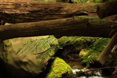 Close-up of tree trunk in forest