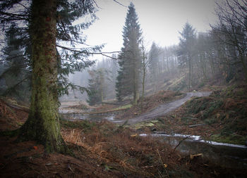 Trees in forest