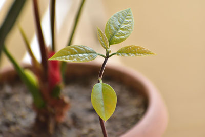 leaf