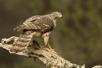 Close-up of bird perching on branch