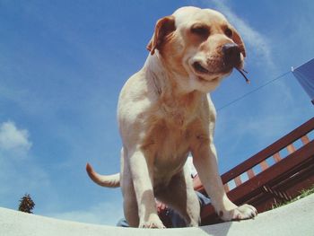 Low angle view of dog