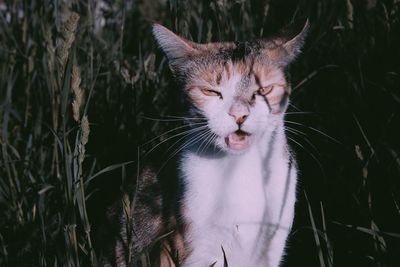 Close-up portrait of cat against plants