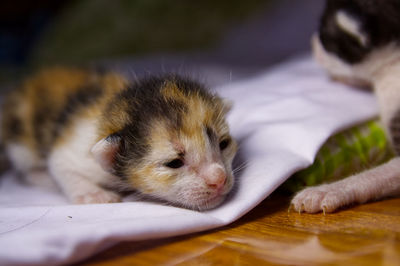 Close-up of a cat sleeping on table