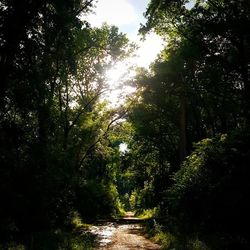 Road passing through forest