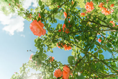 Low angle view of tree against sky