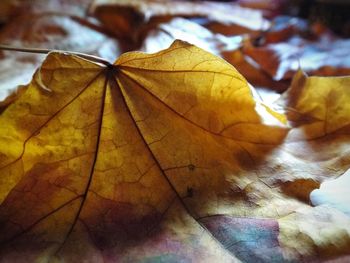 Close-up of autumn leaf against sky
