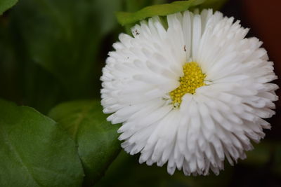 Close-up of white flower