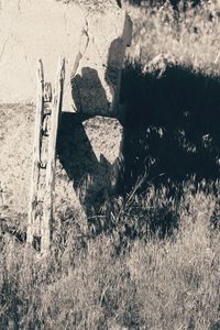 Shadow of horse on field