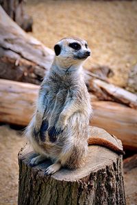 Close-up of meerkat on sitting on log