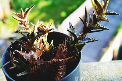 Close-up of succulent plant in pot