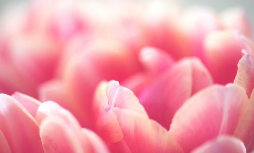 Full frame shot of pink flower