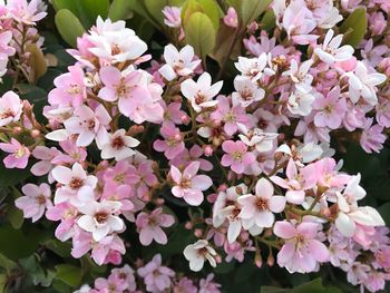 Close-up of pink flowers blooming outdoors