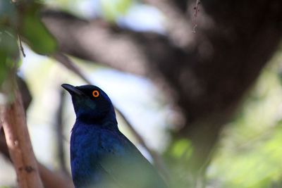 Close-up of bird perching on branch